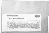 Melogramma vagans image